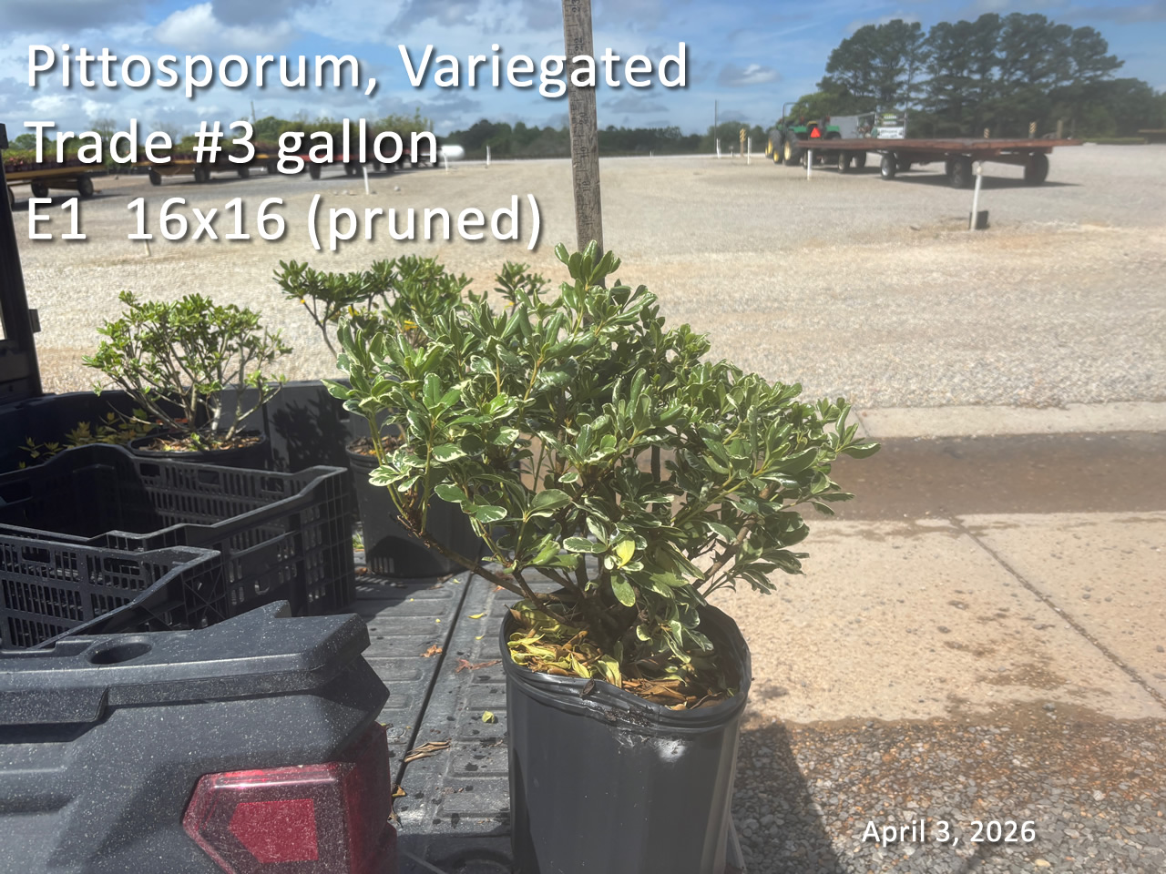 gallery/vpit3t e1 apr3.jpg